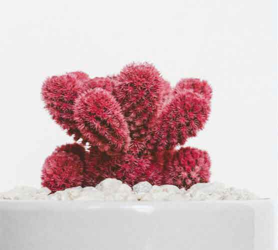 一键清理垃圾的云呼科技