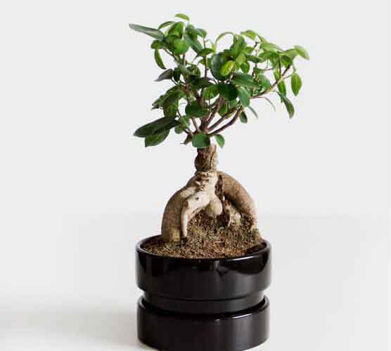 在线电话轰炸网页版