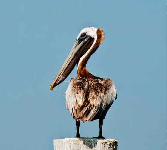 艾皇手机号测压